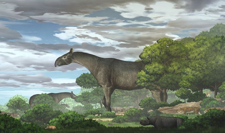 Çin'de bulunan dev gergedan fosili, 'zürafadan uzun' yeni bir türü ortaya çıkarttı