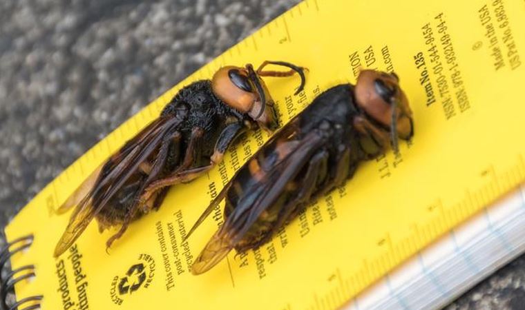 'Katil eşek arısı' bu kez ABD'de: Uzun ve zehirli bir iğneye sahip