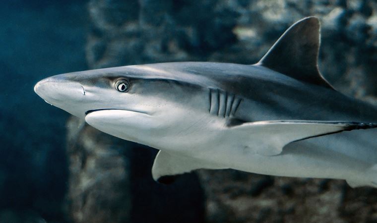 Bilim insanları köpekbalıklarının nasıl dinlendiğini keşfetti