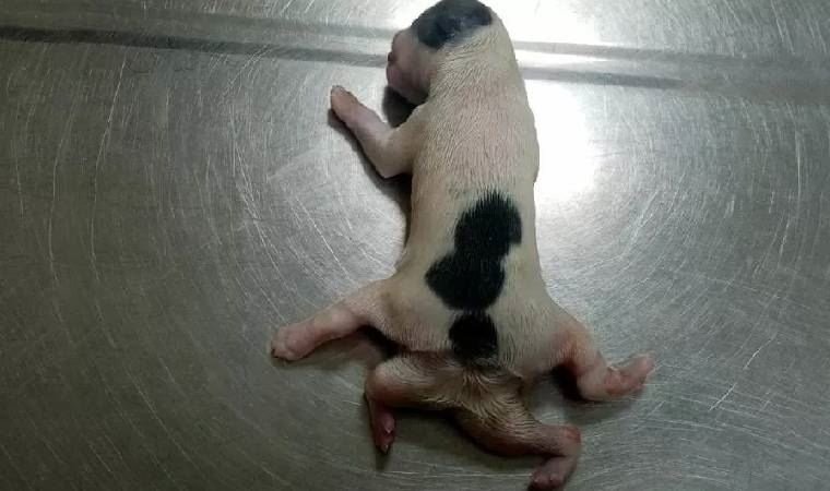 6 bacaklı doğan yavru köpek, hayata tutunamadı