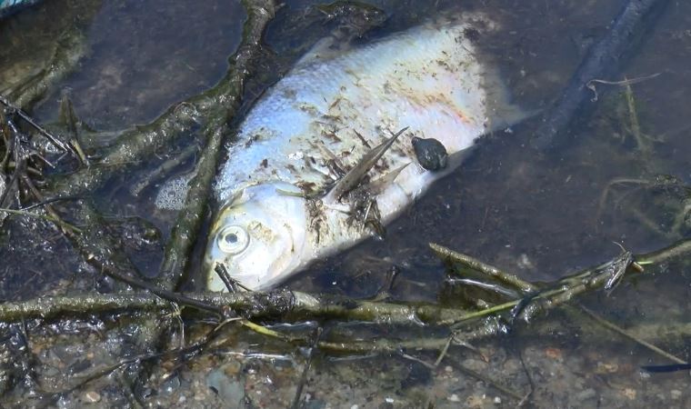 Alibeyköy Barajı'nda korkutan balık ölümleri