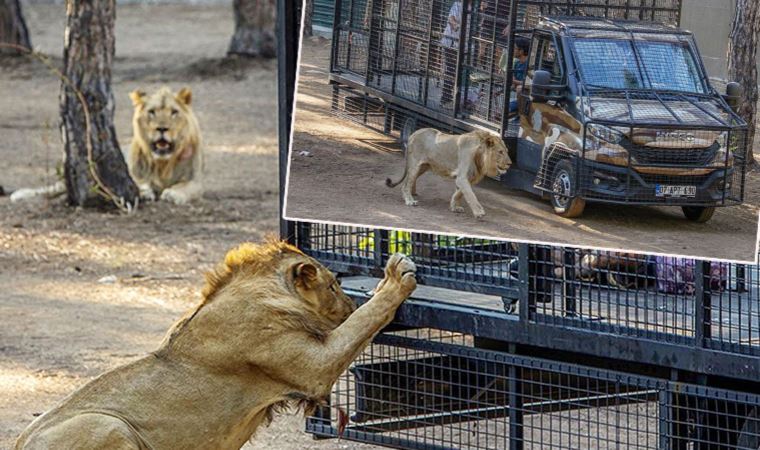 Hayvanseverleri ayaklandıran 'aslan safarisi'