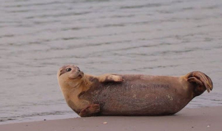 İngiltere'den doğaya bırakılan öksüz fok yavrusu Fransa sahillerinde görüldü