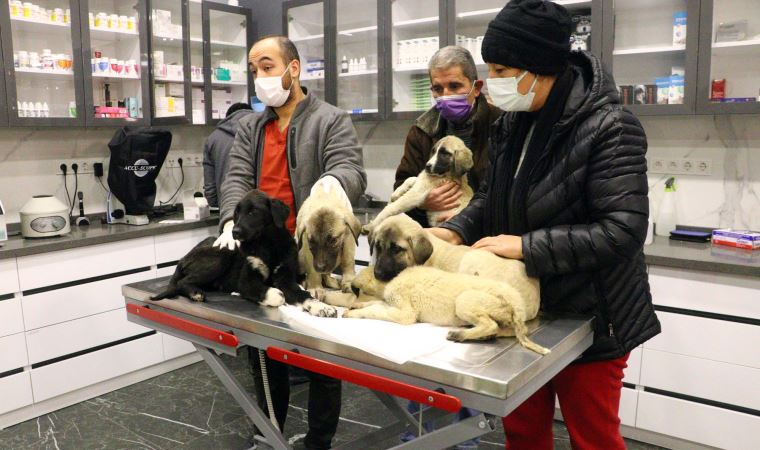 Ankara'da can çekişirken bulunan 9 köpekten 4'ü yaşamını yitirdi