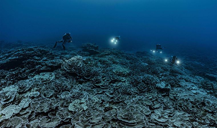 Bilim insanları Tahiti'de dünyanın en büyük mercan resiflerinden birini keşfetti