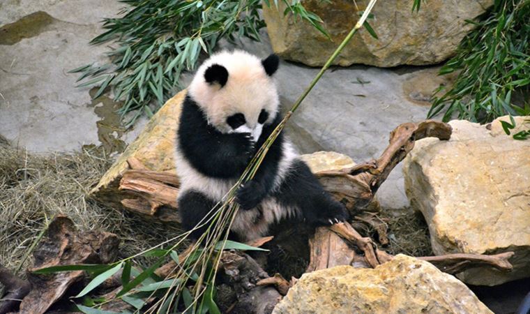 Bambuyla beslenen pandaların şişman olma nedeni!