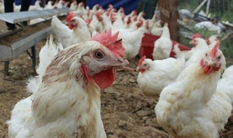 Sakarya'da çiftliğin çatısı çöktü; 25 bin tavuk öldü