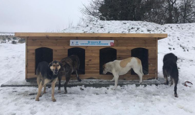 Ormanda yaşayan köpeklere 100 adet kulübe yardımı