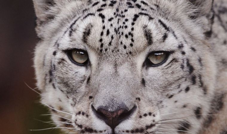 Kar leoparı Covid-19 nedeniyle hayatını kaybetti