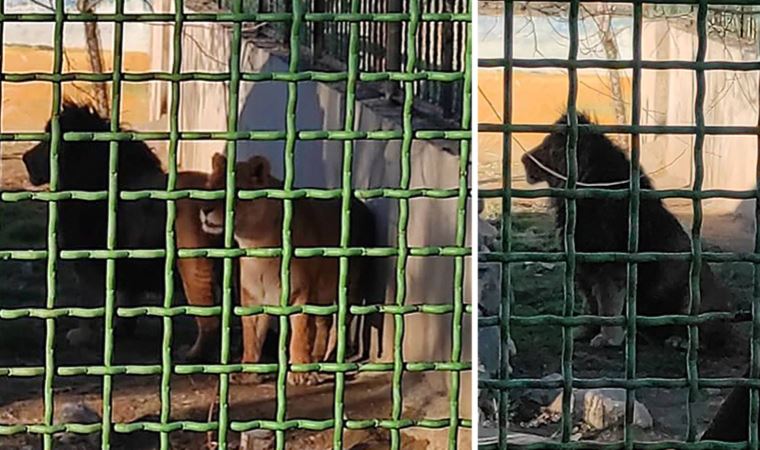 İran’da aslan bakıcısını öldürdü, kafesinden kaçtı