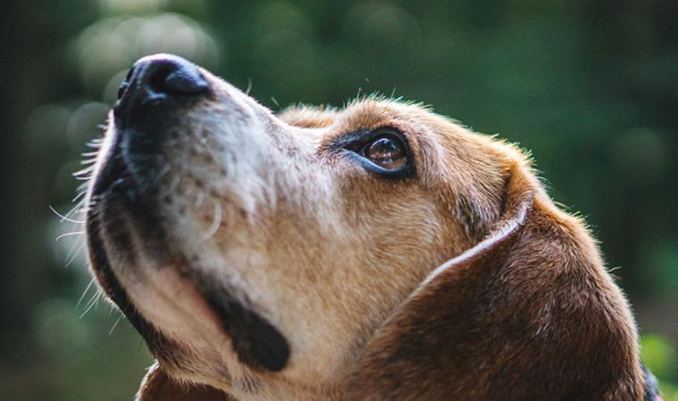 Belçika’da köpek dışkısı doğaya endüstriyel kirlilik kadar zarar veriyor
