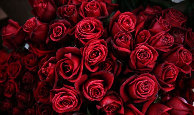 Sevgililer Günü'nün sembolü kırmızı güller, 14 Şubat'ta 25-50 liradan satışa sunulacak