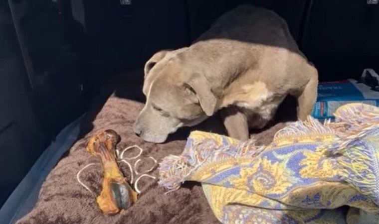 ABD'de kayıp ilanı verilen bir köpek 12 yıl sonra bulundu