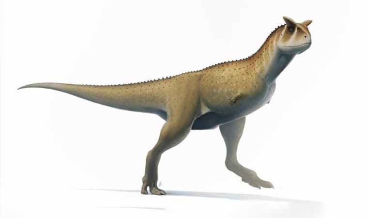 Arjantin'de kolsuz dinozor türü keşfedildi