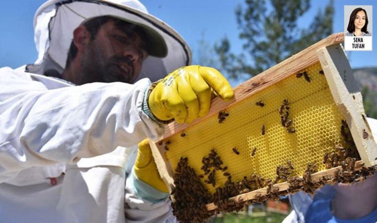 Yangınlar, iklim değişikliği, şeker üretiminin azalması arıları vurdu