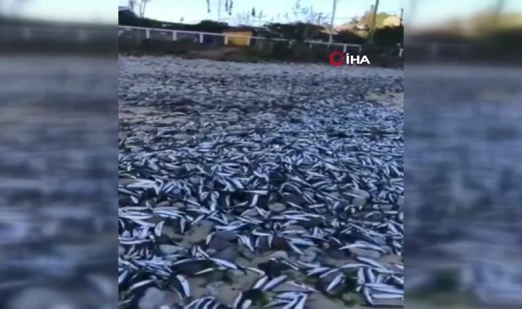 Şili'de halkı tedirgin eden görüntü! Binlerce ölü balık sahile vurdu