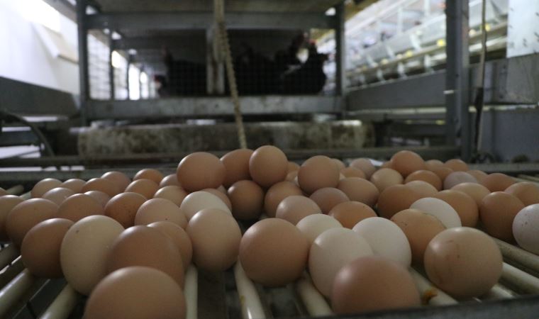 Yumurta kabuklarında 'salmonella bakterisi' uyarısı: Organiklikle ilgisi yok