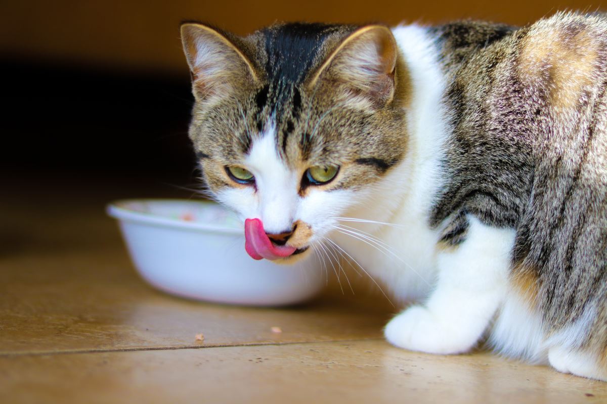 Kedinize mama haricinde verebileceğiniz 12 yiyecek
