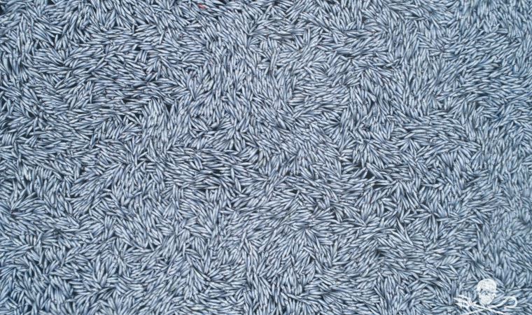 Fransa açıklarında 100 binden fazla ölü mavi mezgit balığı bulundu