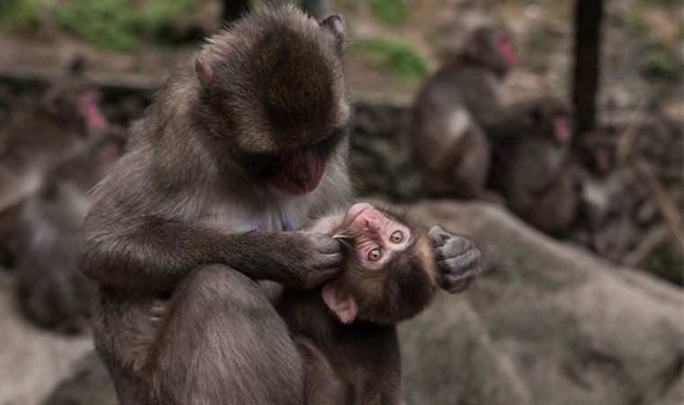Şempanzelerin, yaraya böcek basarak birbirlerini tedavi ettikleri gözlemlendi