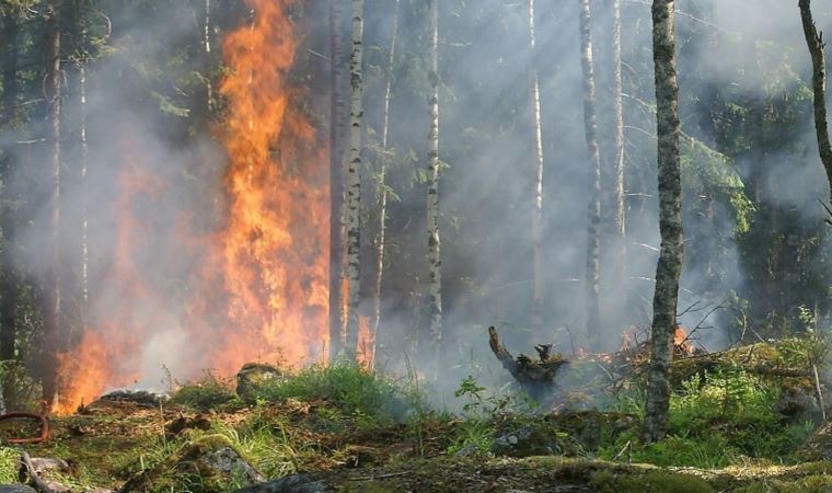 Orman yangınlarının 2100 yılında yüzde 50 artacağı düşünülüyor