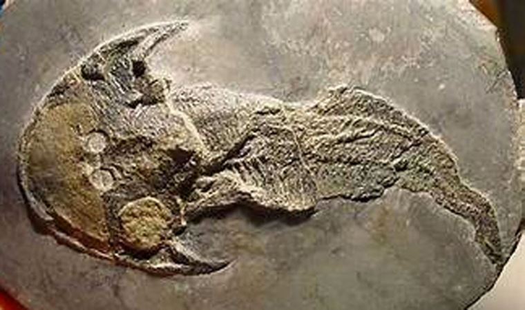Çin'de 436 milyon yıllık fosil bulundu
