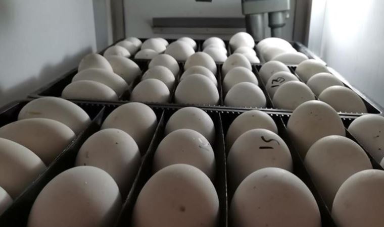 Yumurtanın tanesi 2 liraya dayandı yeni zamlar yolda
