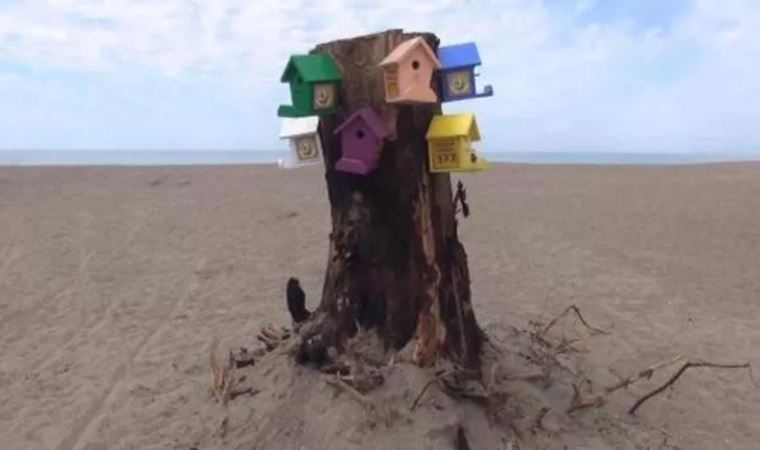 Yanmış ağaç gövdesi anıt olarak sahile dikildi