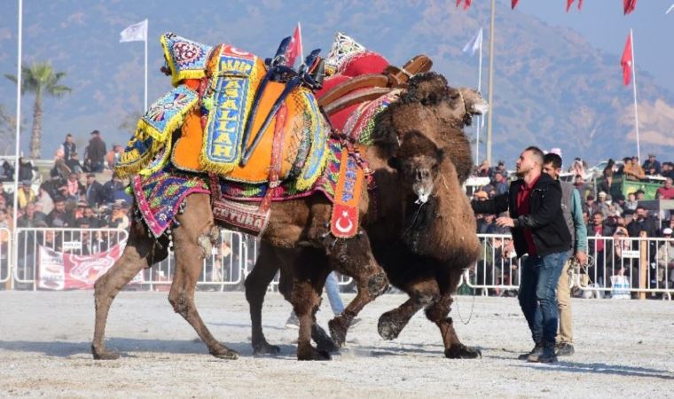 Aydın’da yılın ilk deve güreşi sessiz yapıldı