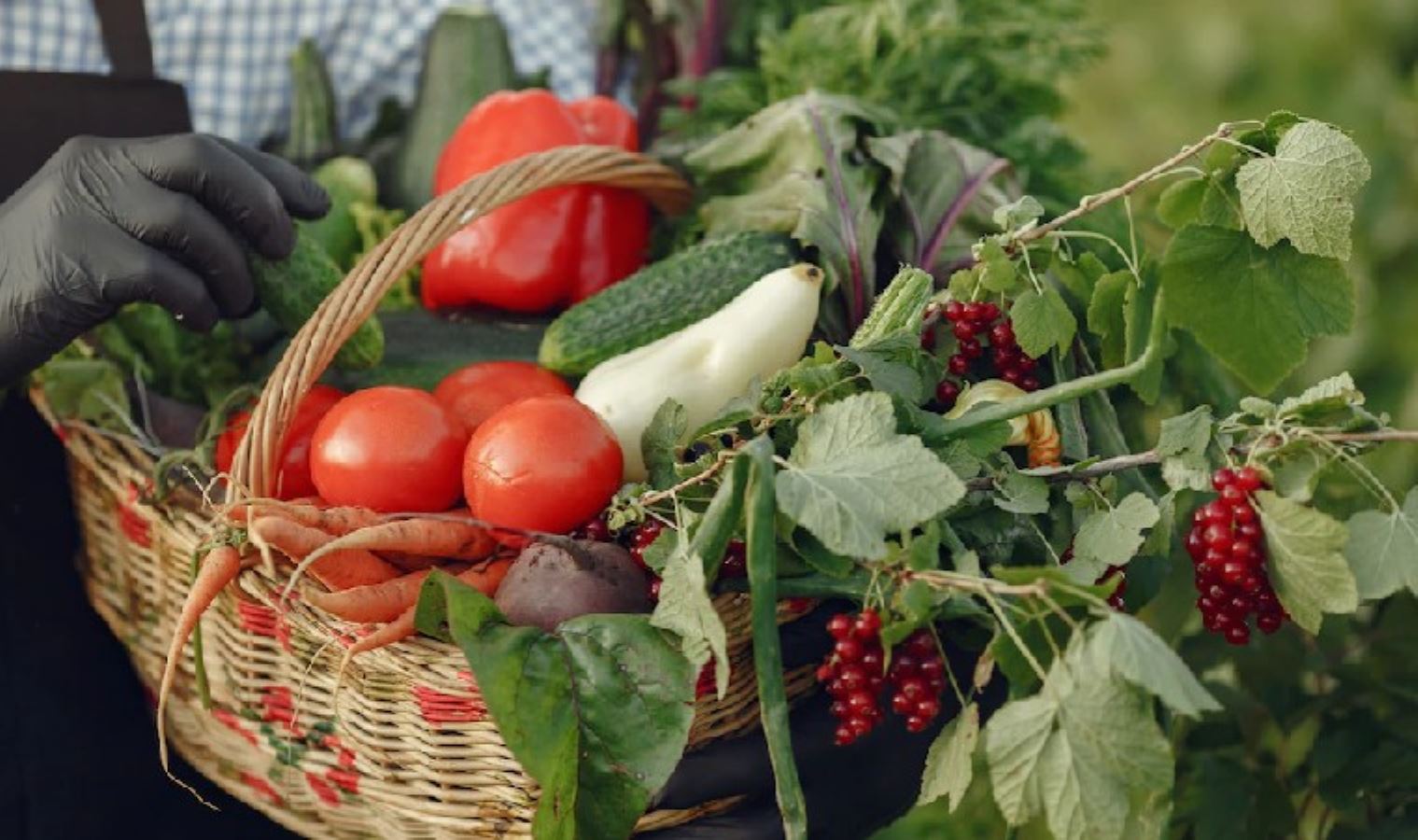 <p>Bir anti-inflamatuar diyet, vücuttaki iltihaplanma ile savaşmak için bir çare olarak tanıtılmaktadır. Yaygın bir inanış, "iltihabın" her zaman kötü olduğu yönündedir. Enflamasyon, hoş olmayan yan etkilere neden olsa da, aslında bağışıklık sistemimizin verdiği sağlıklı bir tepkidir. Bakteriler, virüsler veya alerjenler gibi yabancı bir istilacı vücuda girdiğinde veya bir yaralanma meydana geldiğinde, bağışıklık hücrelerimiz hızla harekete geçer. Vücudu rahatsız edici bir ajandan kurtarmak için hapşırabilir veya öksürebiliriz. Kesik veya yaralanma yerinde bu hassas bölgeye karşı nazik olmamızı işaret eden ağrı ve şişlik hissedebiliriz. Kan hızla akarak sıcaklık veya kızarıklık oluşturabilir. Bunlar, bağışıklık sistemimizin hasarlı dokuyu tamir ettiğinin veya istilacılarla savaştığının işaretleridir. İyileşme gerçekleştikçe, iltihaplanma yavaş yavaş azalır. </p>
<p>Diyetisyen Pınar Demirkaya konu hakkında bilgiler verdi. </p> www.cafemedyam.com 