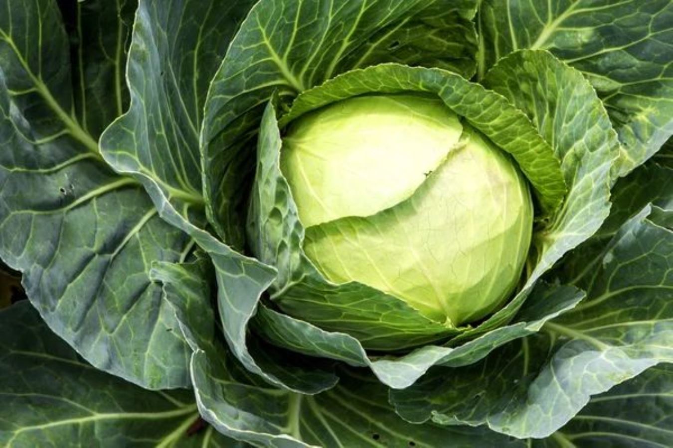 130744558 depositphotos114164704 stock photo a cabbage detail