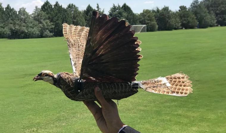 Doldurulmuş kuşlar kullanılarak drone yapıldı