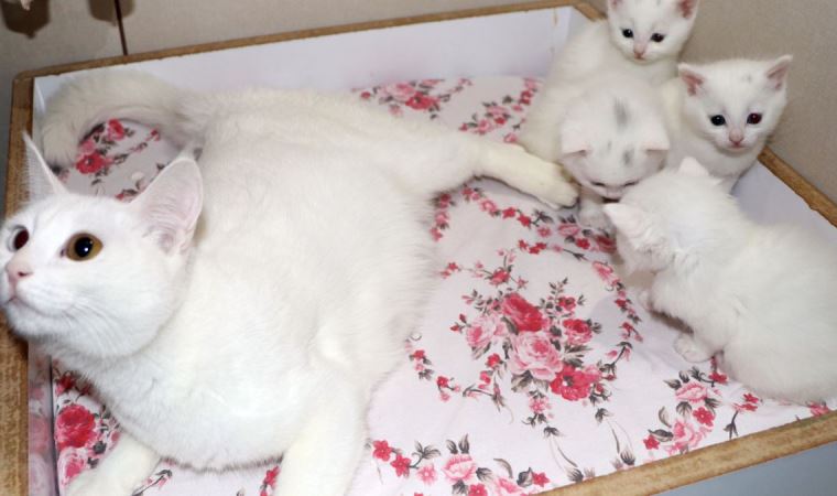 Van Kedi Villası'nda, depremzede Van kedileri misafir oluyor