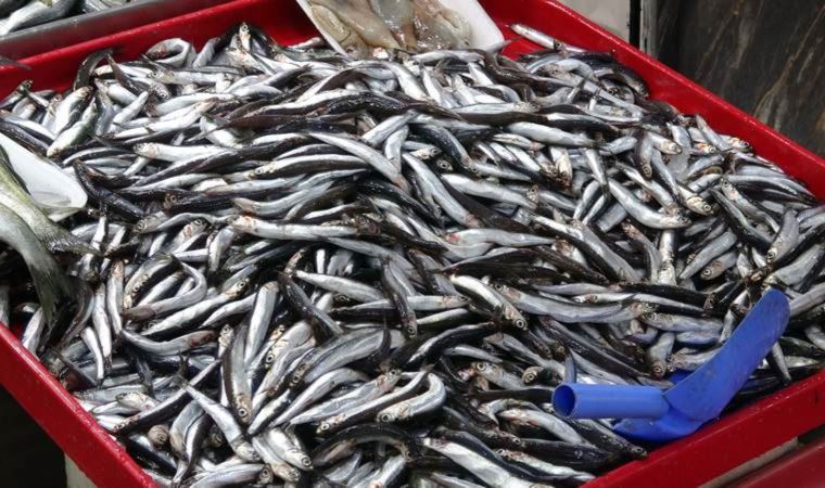 Balık avında Karadeniz'i bekleyen tehlike Önemli balıklar azalıyor