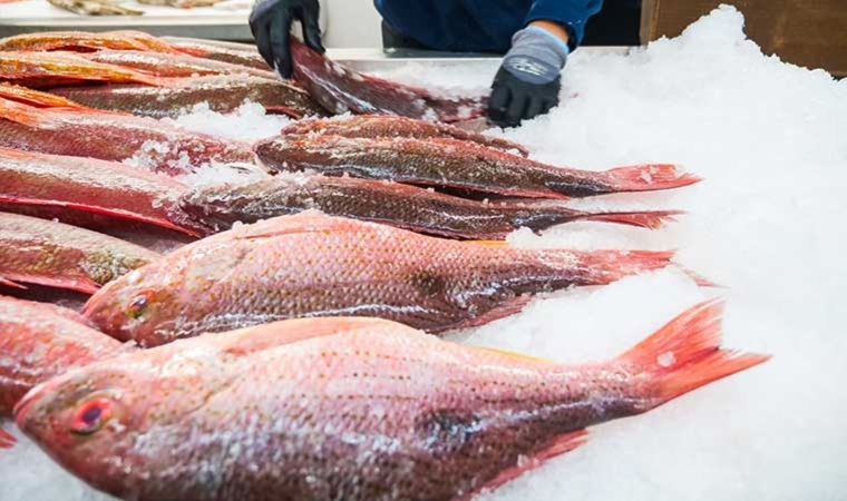 Deprem balık ihracatını vurdu: Üretim 7 milyon ton azalacak