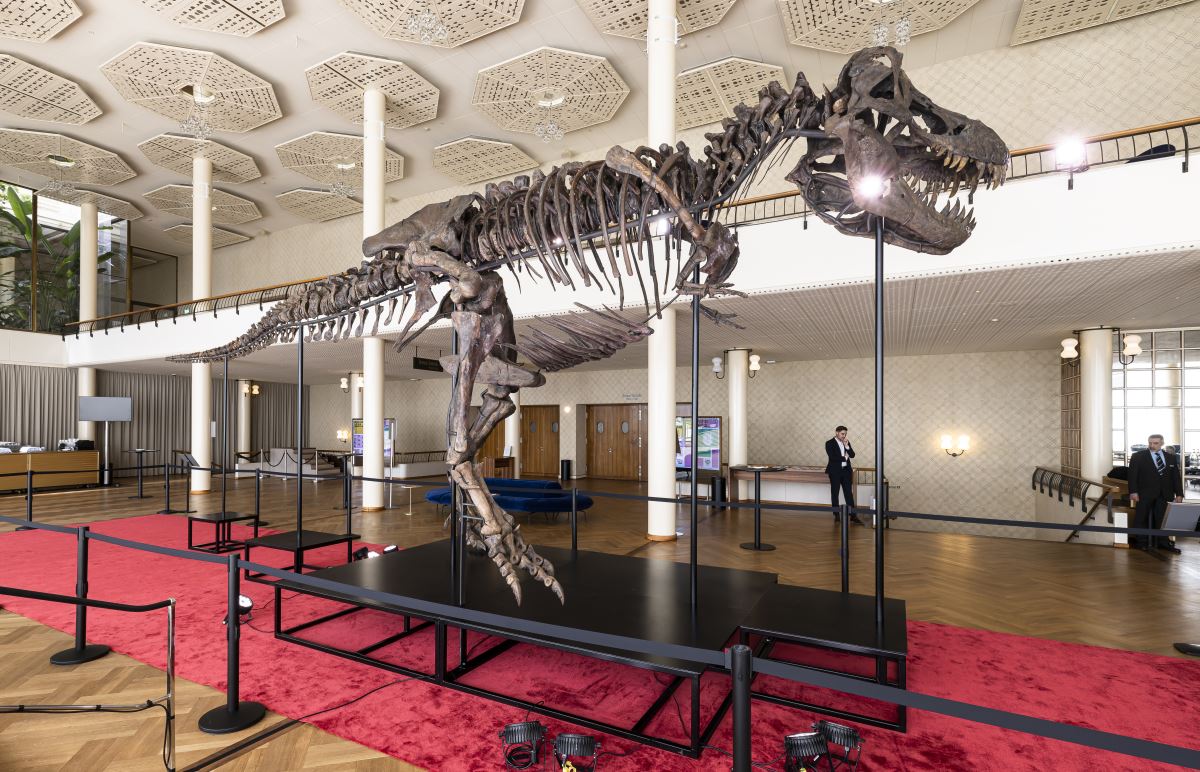 <p>18 Nisan’da Koller müzayede evinde açık artırmaya çıkarılacak dev dinozor iskeletinin 5 ila 8 milyon İsviçre frangı arasında bir fiyata satılması bekleniyor.</p>