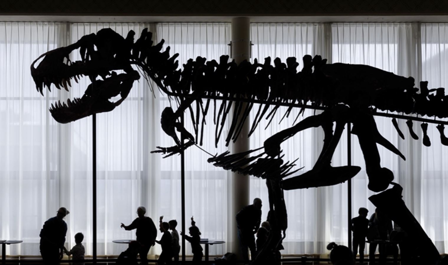 <p>Dinozor iskeleti, Montana ve Wyoming eyaletinde 2008 ve 2013 yılları arasında kazı sonucu çıkarılan 3 dinozorun kemiklerinden oluşuyor. Satışın yapılacağı müzayede evinin sahibi Cyril Koller,<strong><em> "Bu iskeletin adı Trinity, çünkü 3 dinozordan oluşuyor"</em></strong> ifadelerini kullandı.</p>