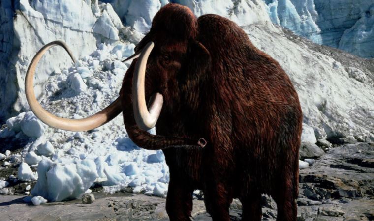 4.000 yıl önce soyu tükenen mamutların etinden köfte yaptılar - Son ...