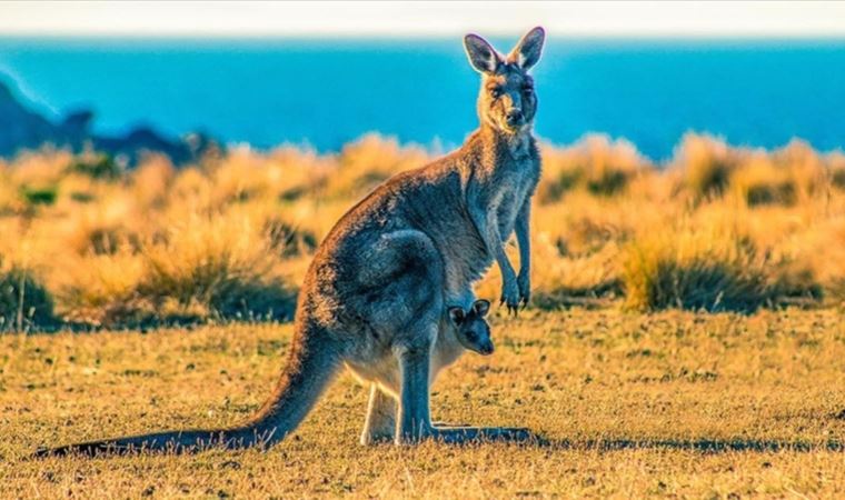 Avustralya'da 'kanguru itlafı' tartışmaları büyüyor