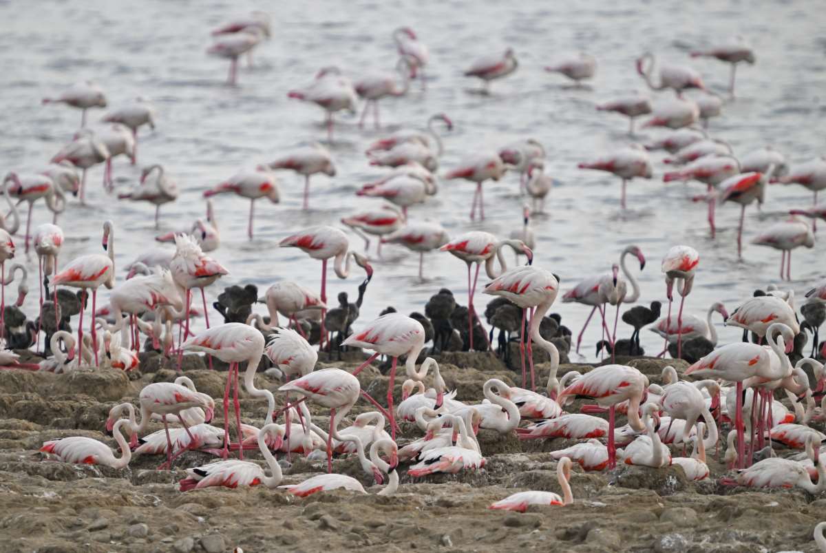 İzmir Flamingo