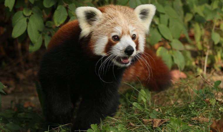 Kızıl panda yalnız kalmak için dişi pandayı terk edip kafesinden kaçtı