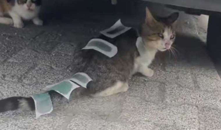 Üzerine ağda bantları yapıştırılan kedi, Üsküdar Belediyesi ekiplerince  tedaviye alındı