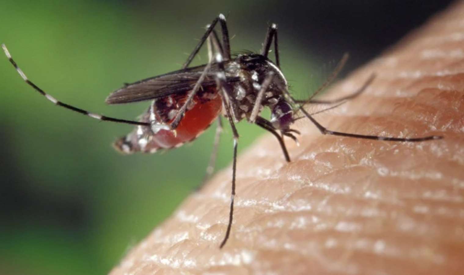AB'den 'sivrisinek' uyarısı: Bulaşıcı hastalıkları artırabilir