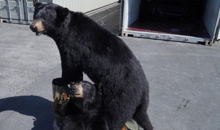 Polonya'da konteynerde doldurulmuş Amerikan kara ayıları ele geçirildi