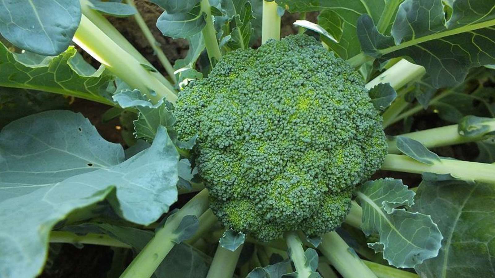 180716933 saglikli bir cilt icin brokoli
