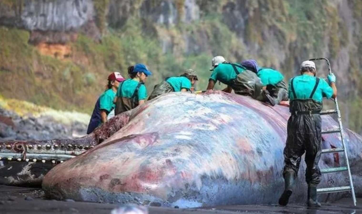 <p>Bu bazen dışarı atılır, bu yüzden amber çoğunlukla denizde yüzerken bulunur. Ancak bazen, La Palma'daki balinanın durumunda olduğu gibi, büyüyerek bağırsağı yırtar ve balinayı öldürür.</p>