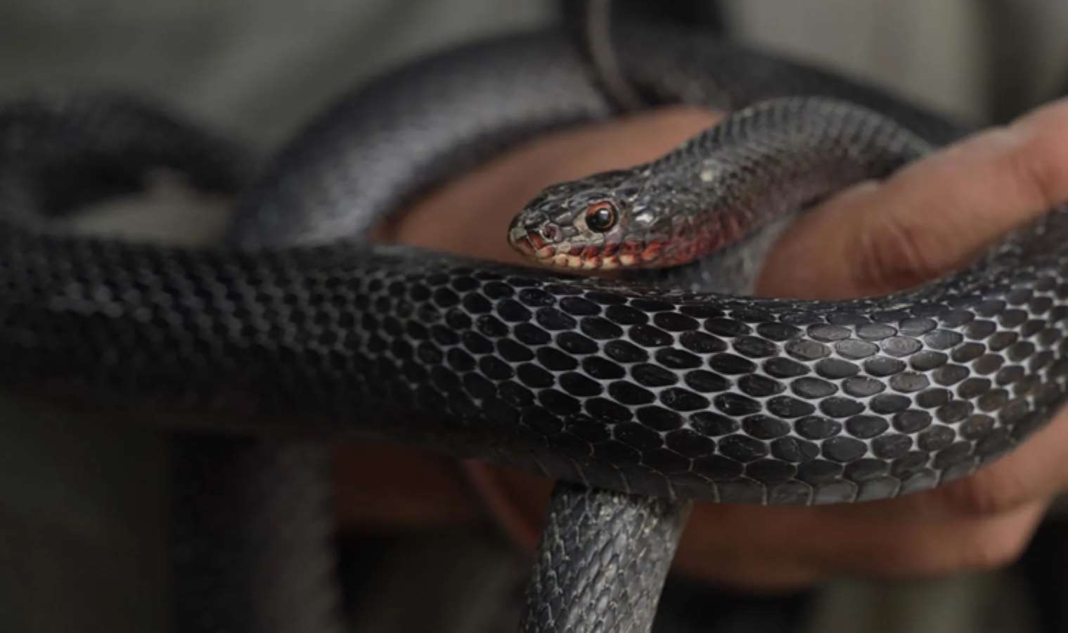 <p>Yılan bakıcısı 25 yaşındaki Abdurrahman, yaptığı açıklamada, yılanlara çocukluğundan beri ilgi duyduğunu ifade etti.</p>