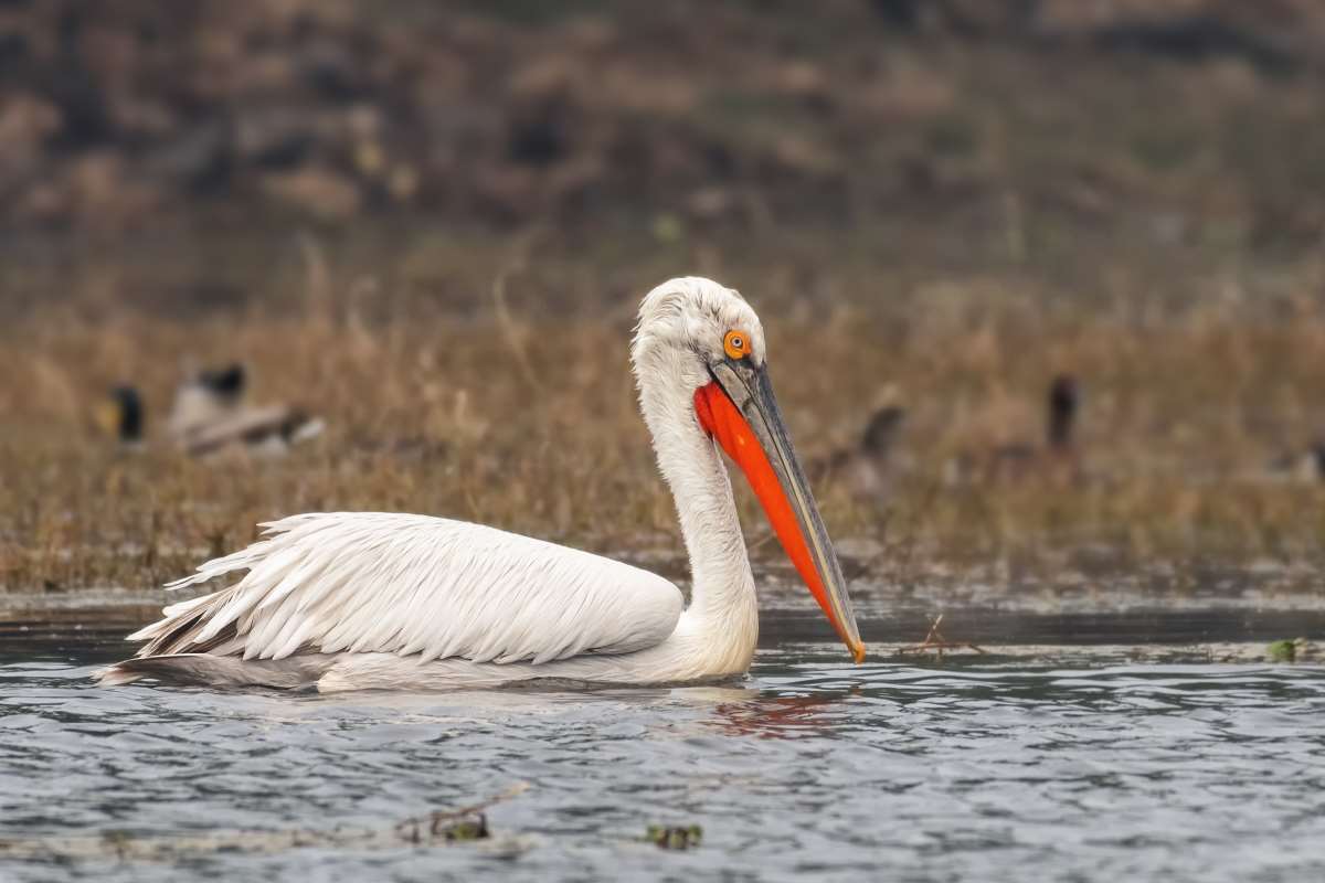 <p><strong>TEPELİ PELİKAN</strong></p>
<p>Türkiye'nin sulak alanlarının güzel sakinleri olan tepeli pelikanlar, deniz kirliliği ve avcılık nedeniyle artık yok.</p>
