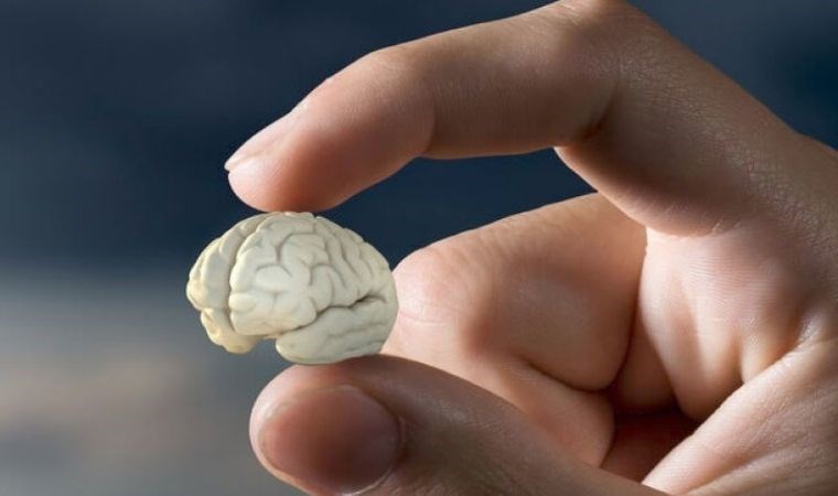 Bilim insanlarından ilginç çalışma; mini beyinler ürettiler