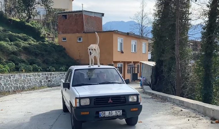 Bu köpeğin en büyük tutkusu kamyonetin tavanında yolculuk etmek